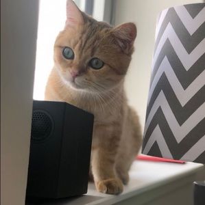 Meet your Posher, Di